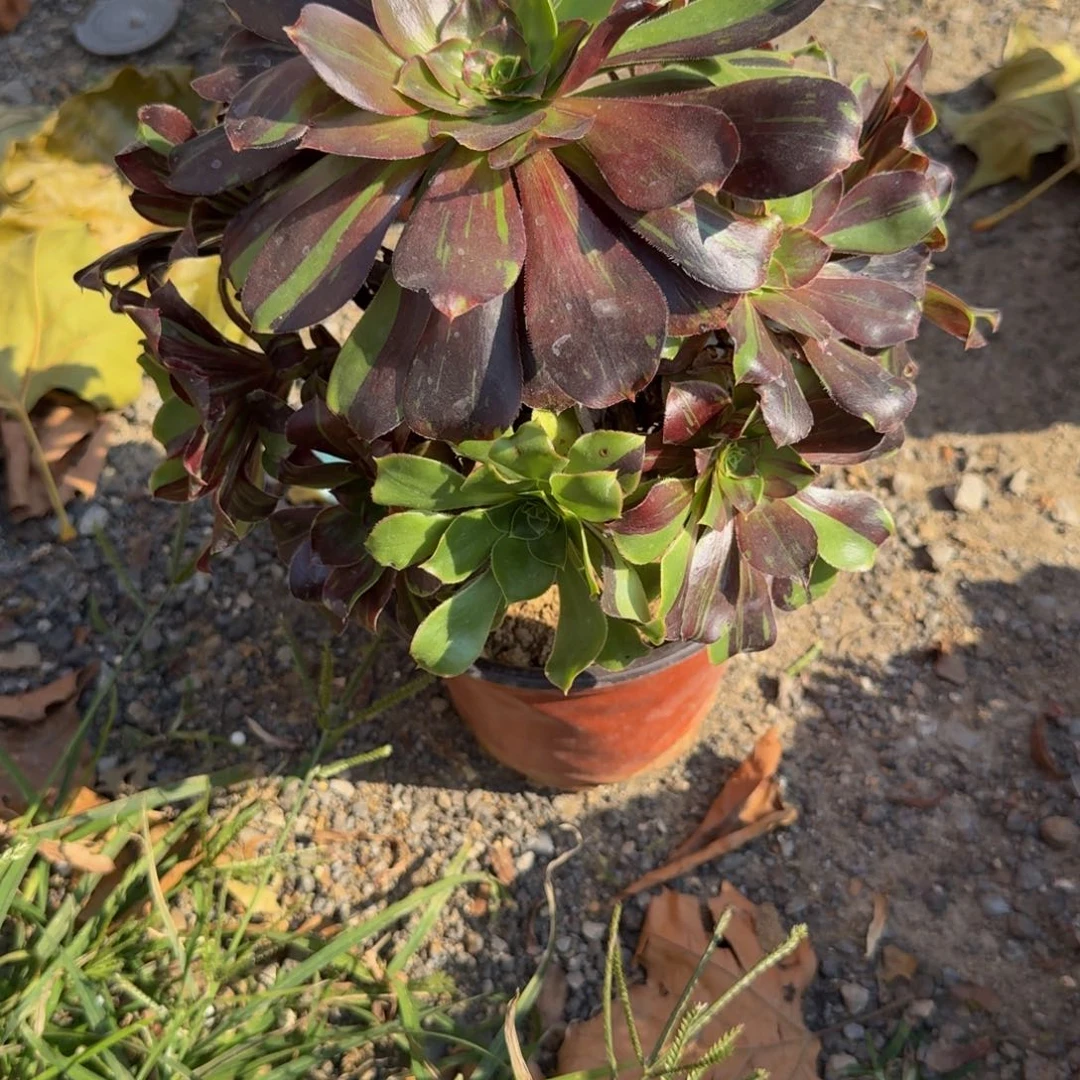 623花斑鹿。多肉植物