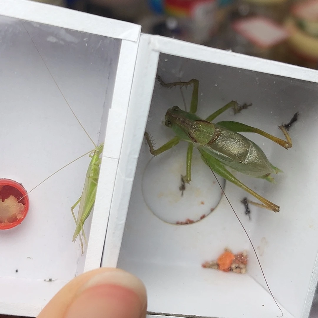 蚂蚁工坊青竹。    扎嘴。