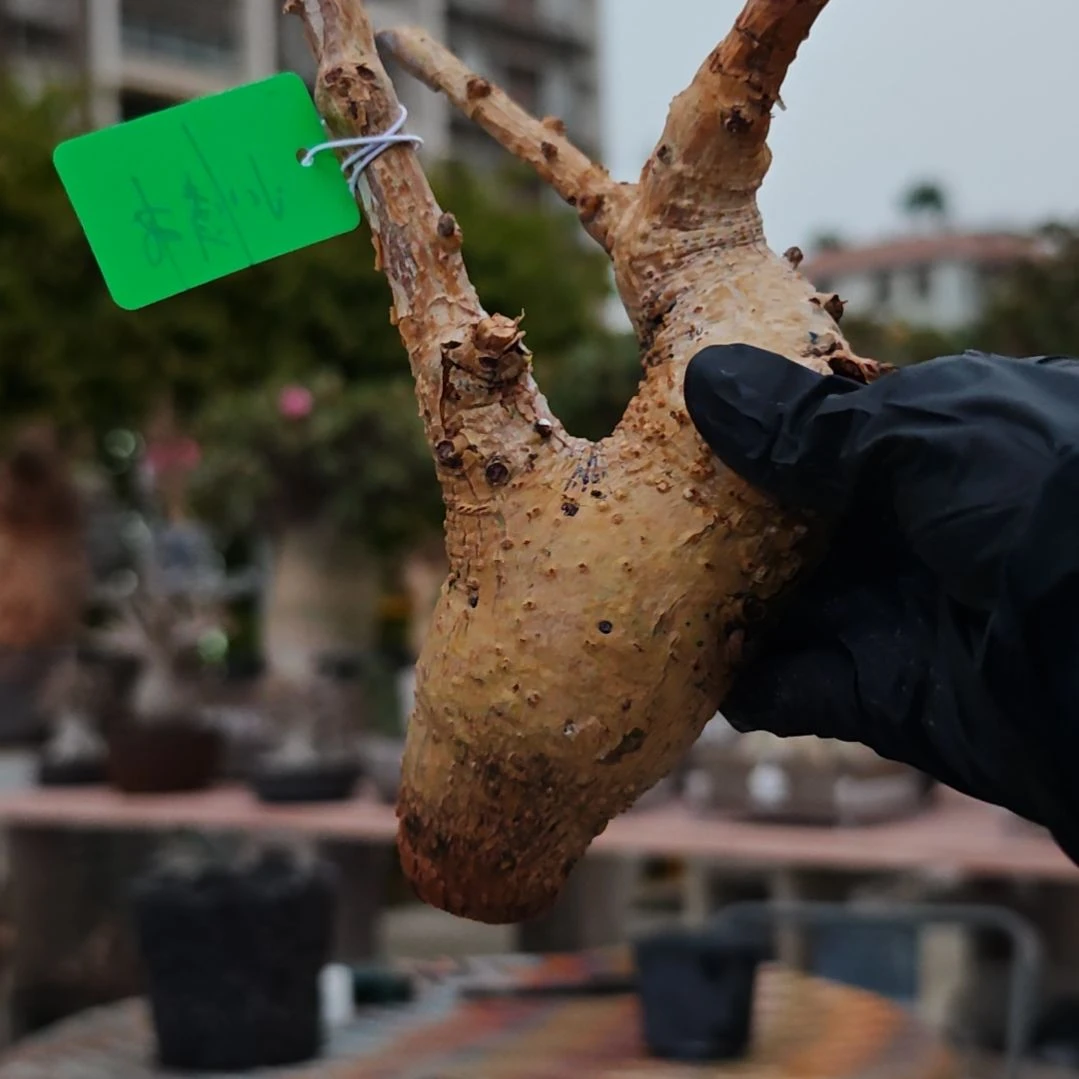 小***书岩生橄榄一物一拍