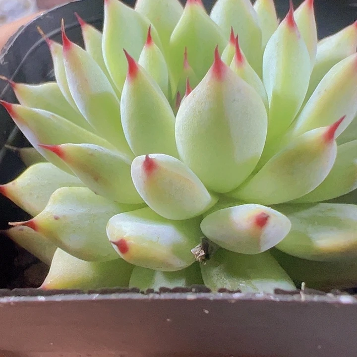 玉环精品多肉植物大战