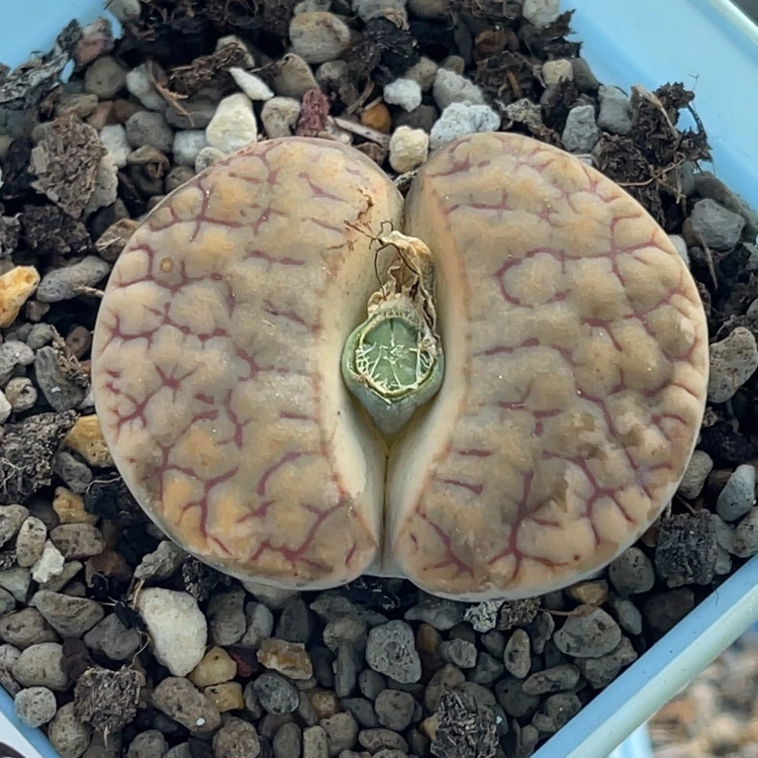 3786红纹舞岚一颗4.0