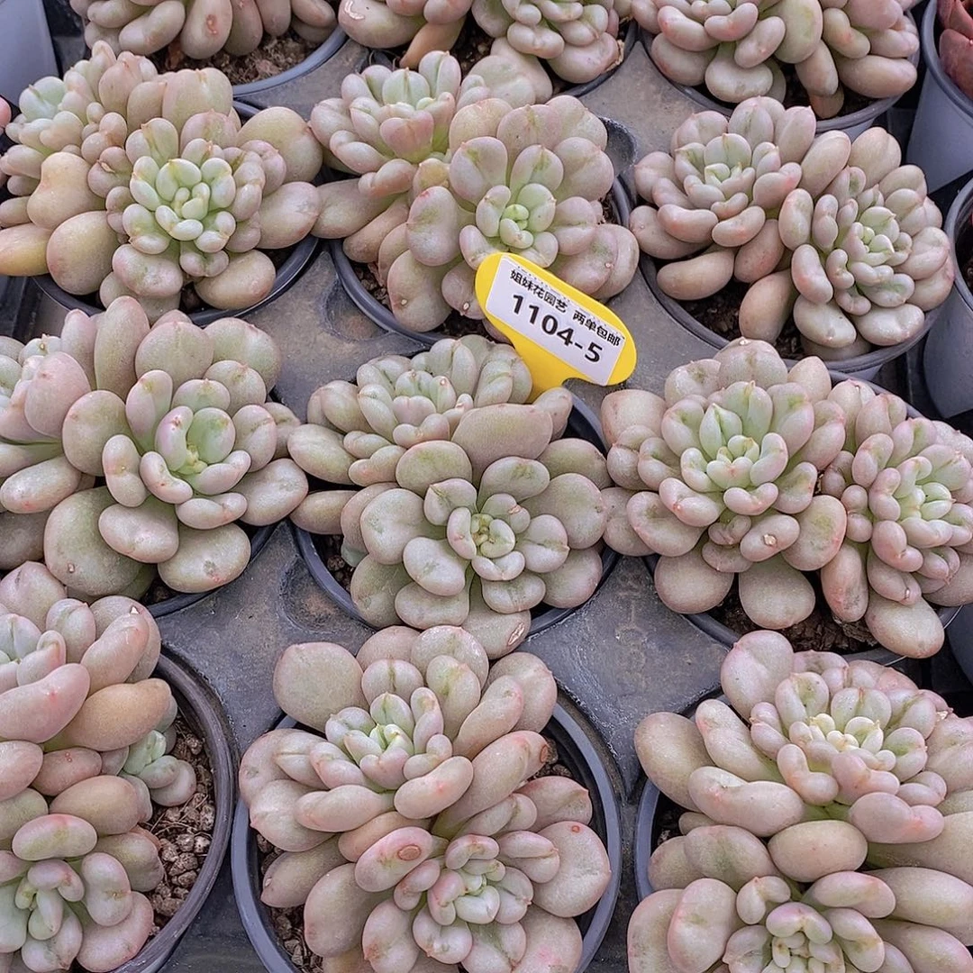 1104-5-精品母本老桩比尔盖茨大双头一个