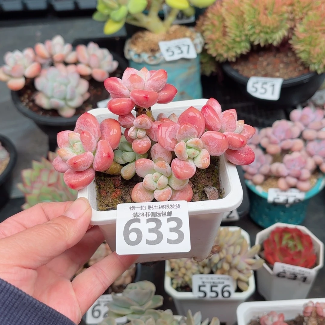 红洛神无盆土发货