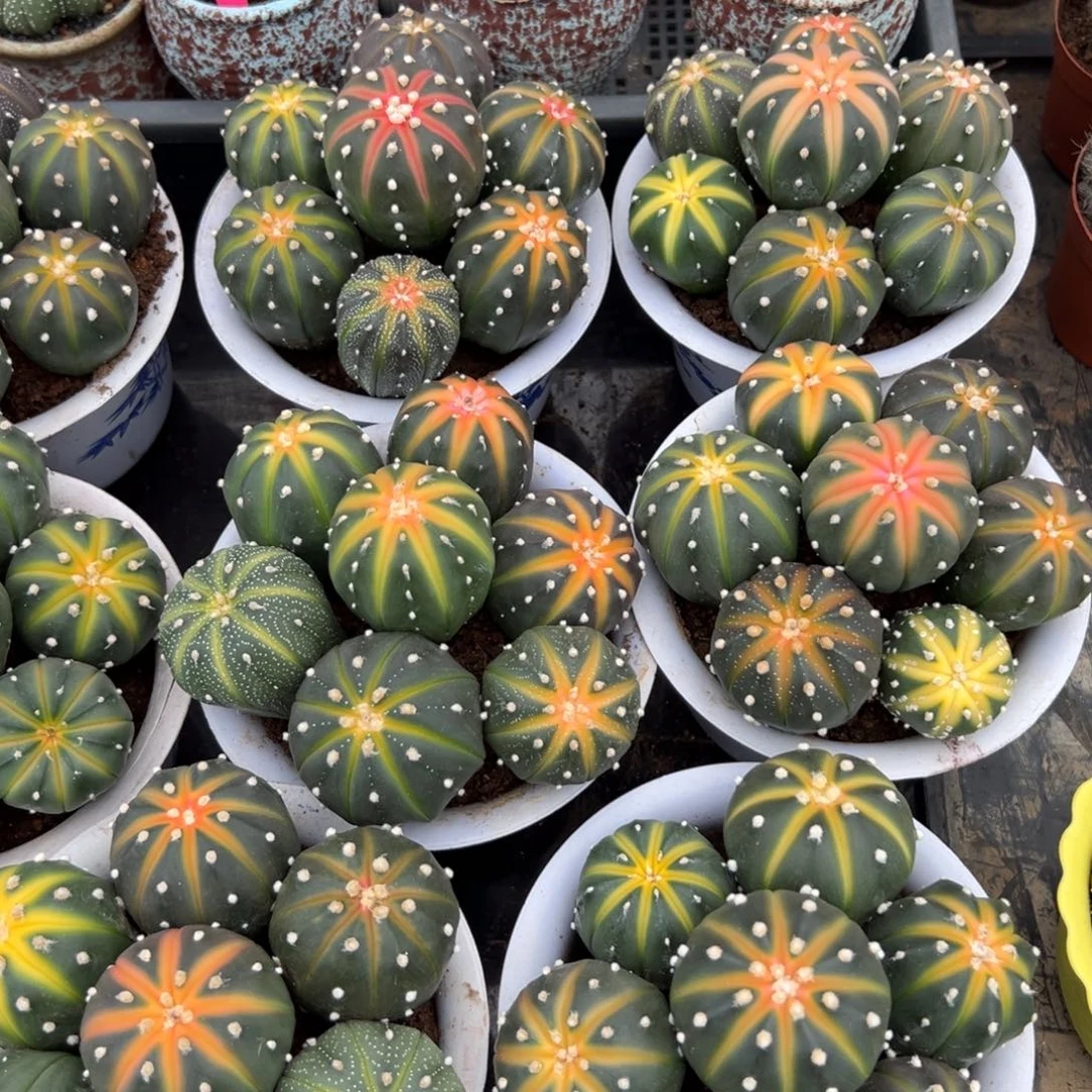 南瓜兜随机一颗。