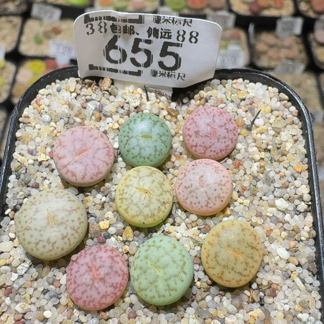 Ssss精品生石花655