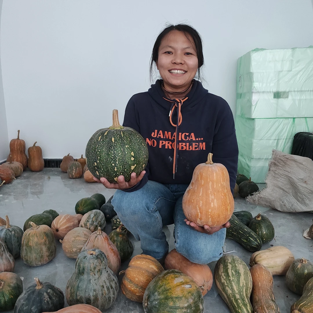 山西偏关农家自种新鲜老南瓜9--10斤大小颜色随机发