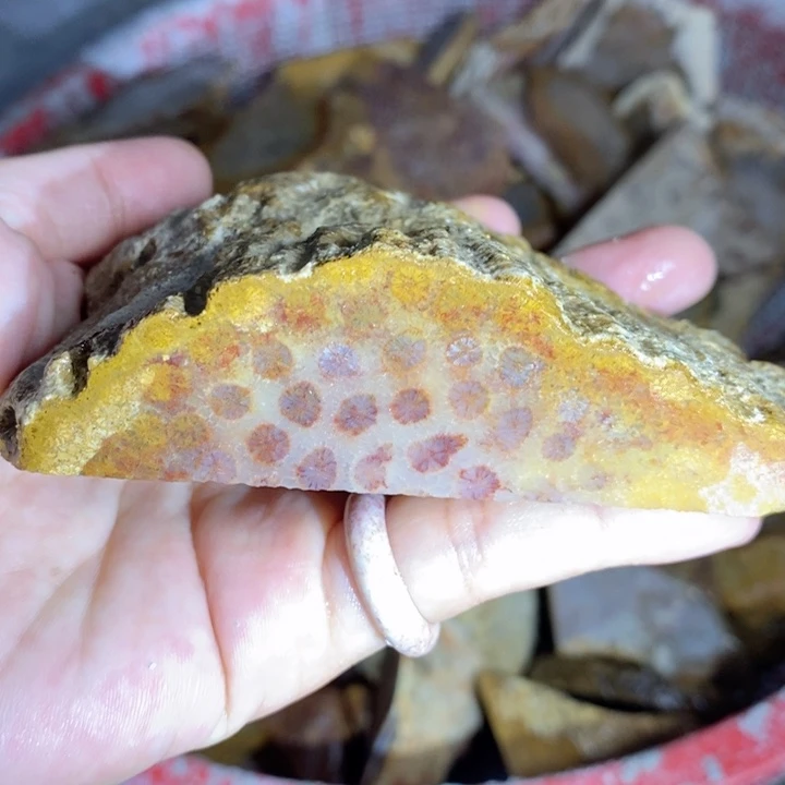 硅化玉未镶嵌颈饰