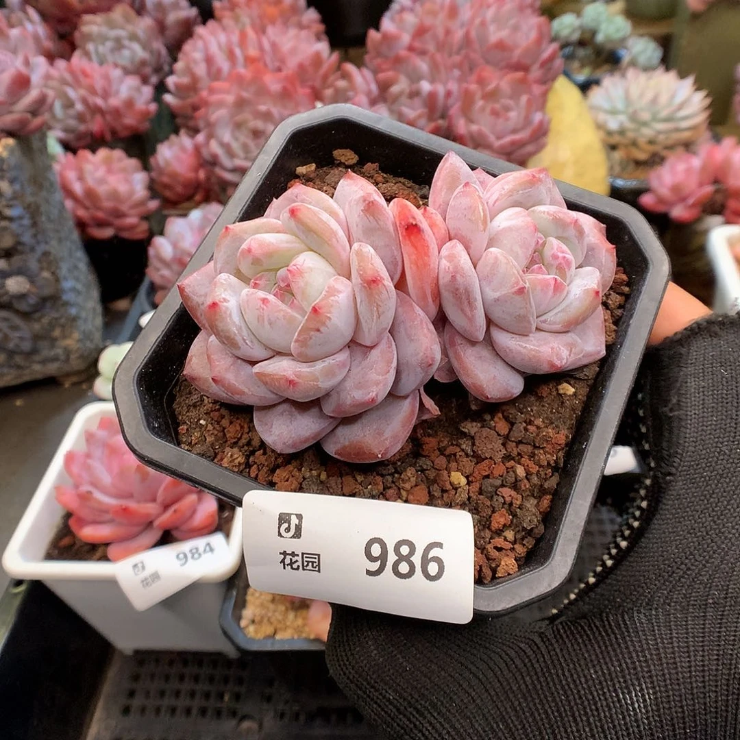 986星影多肉植物6666