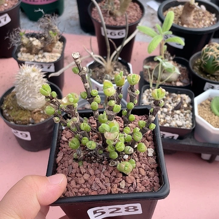 528枝干短耳兔子老桩