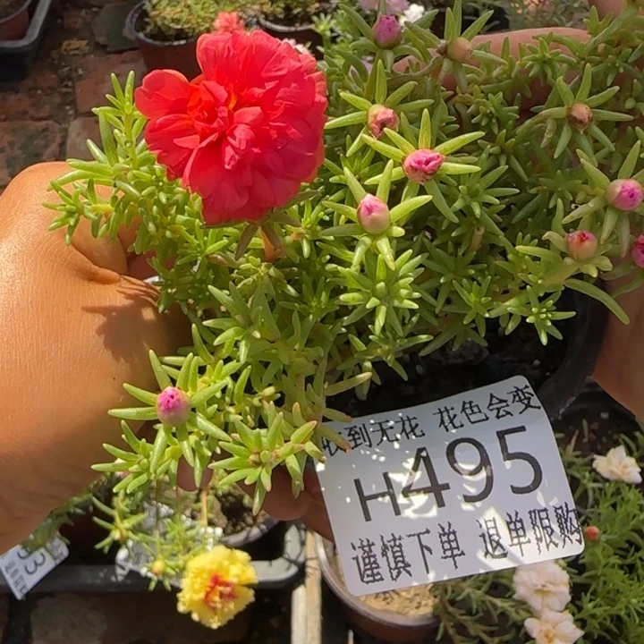 无花朵H495超小苗盆口10cm