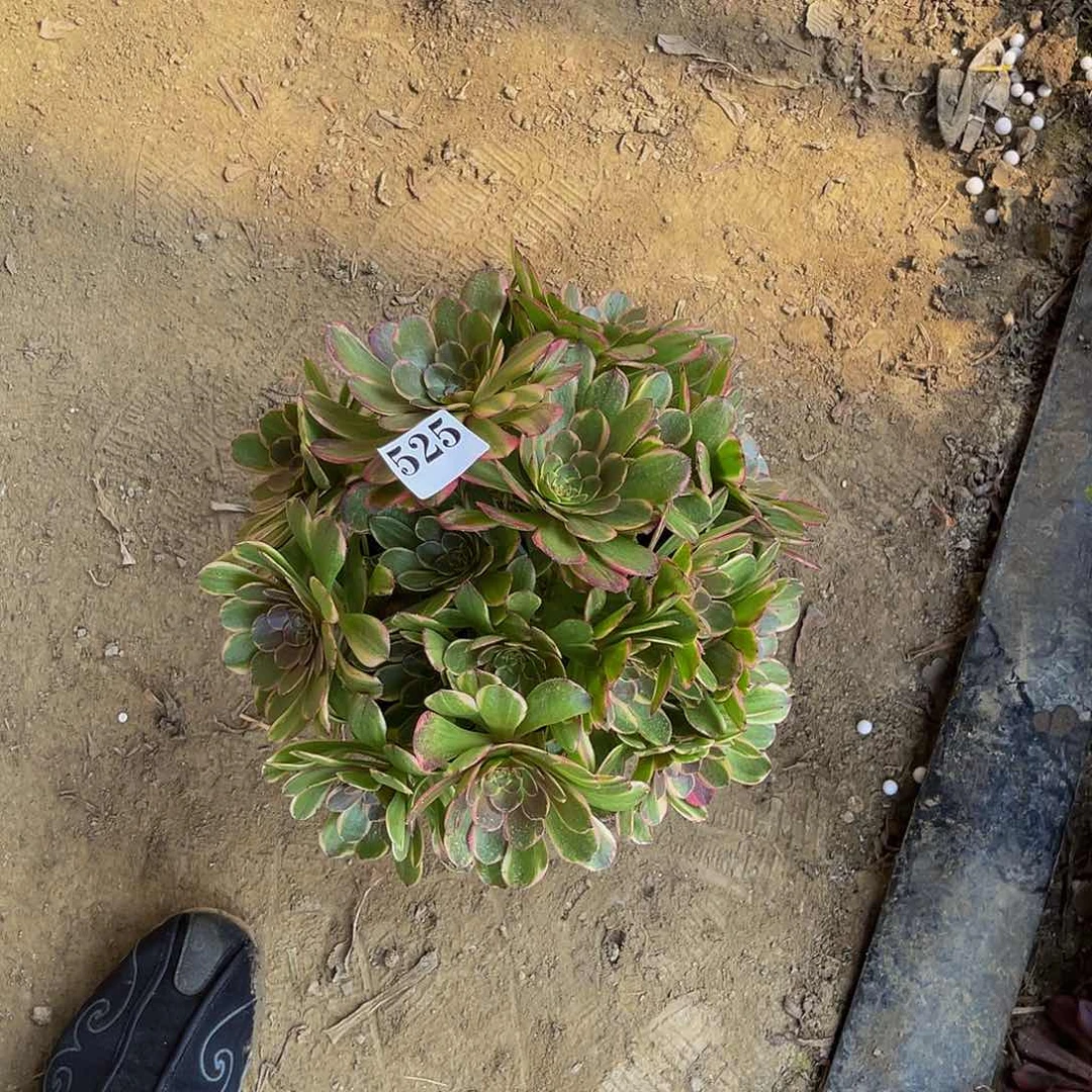 万家丽法师多肉5-28