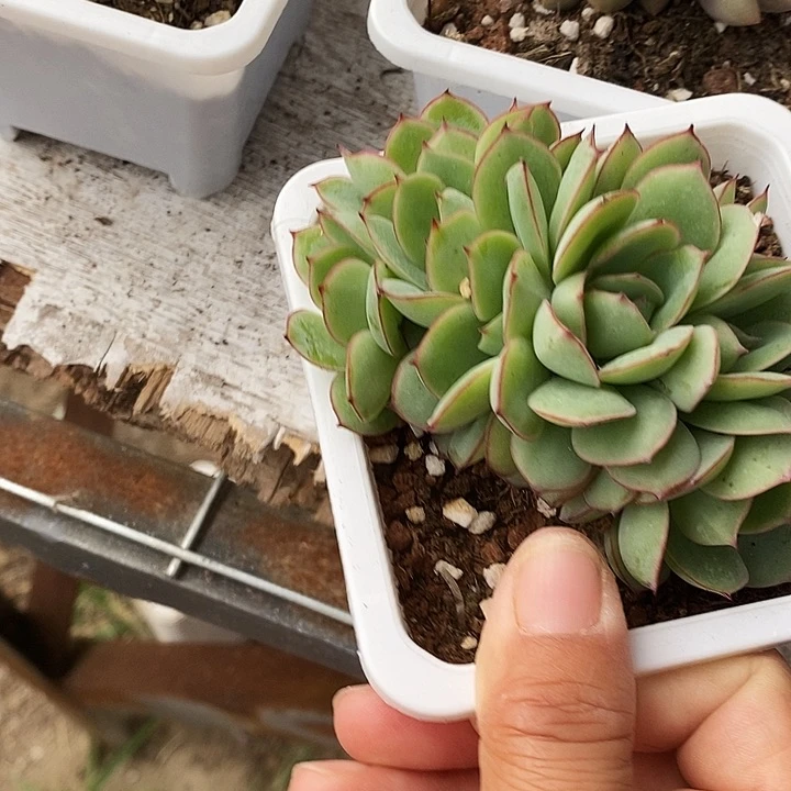 牡丹亭朵朵缀2567990“k m l