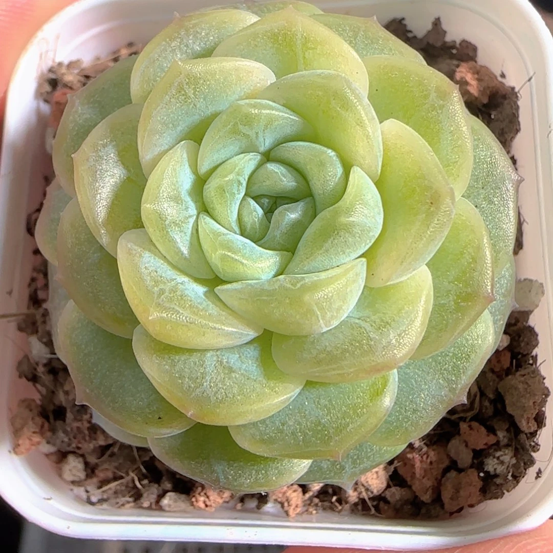 多肉0101-82无尽灯