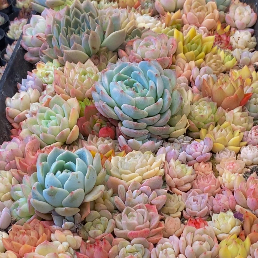 338多肉植物保护研究所所长的