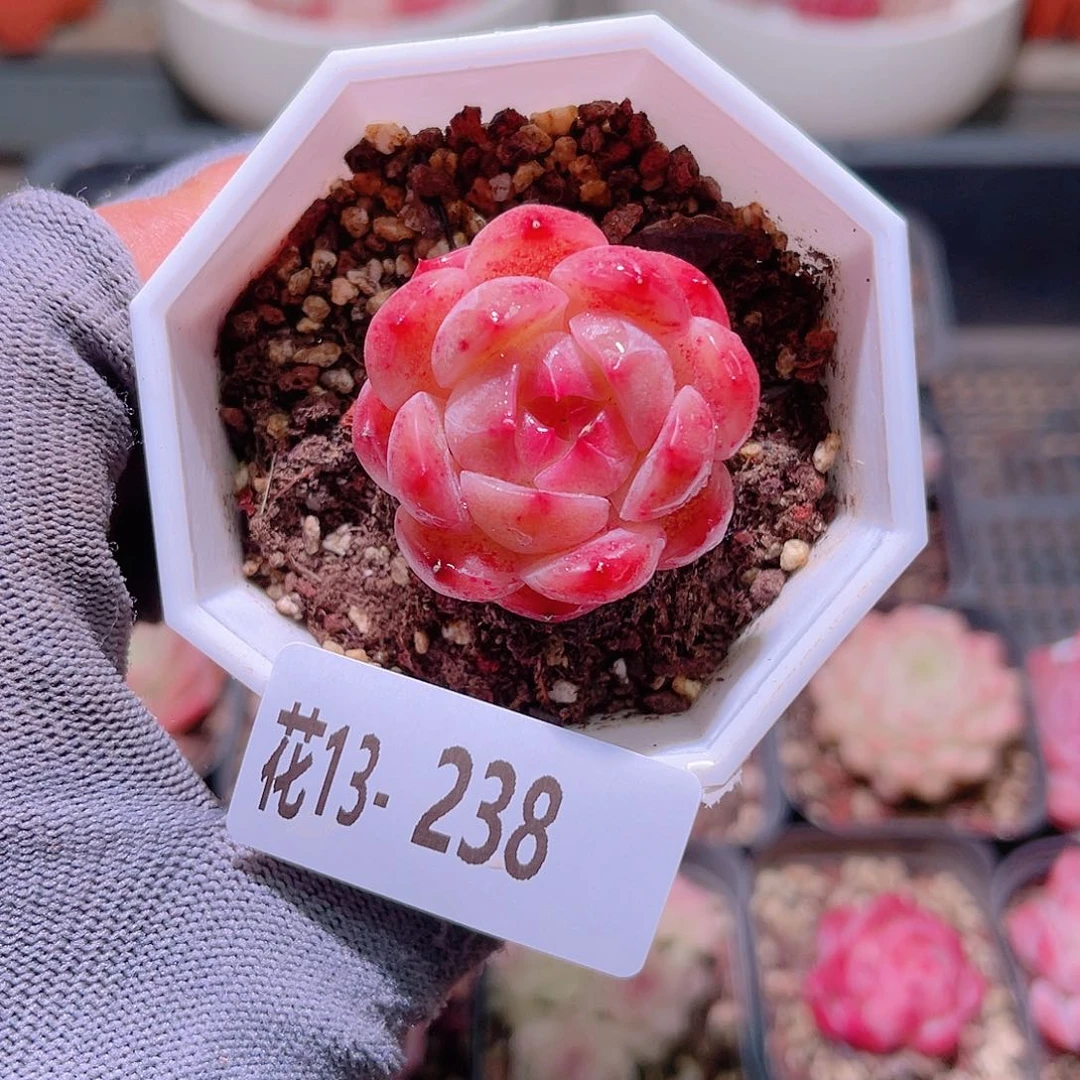 花13-238精选糖心