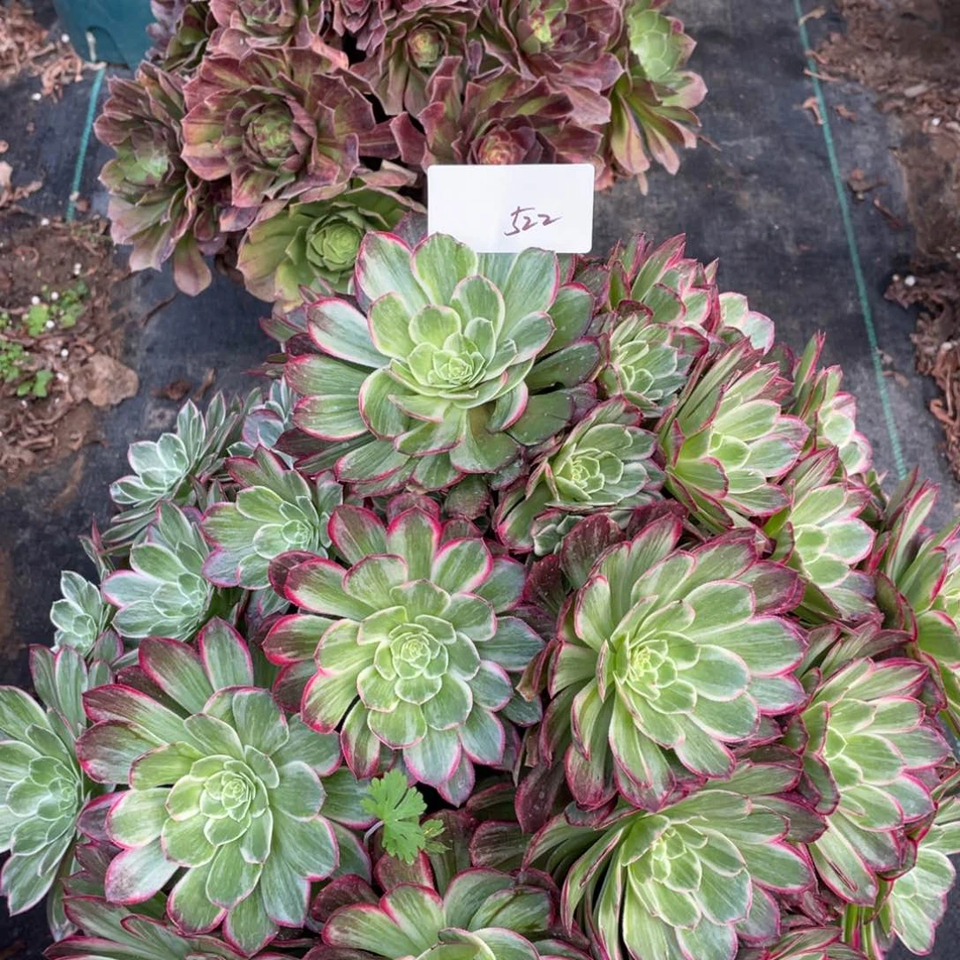 老五多肉5221111111