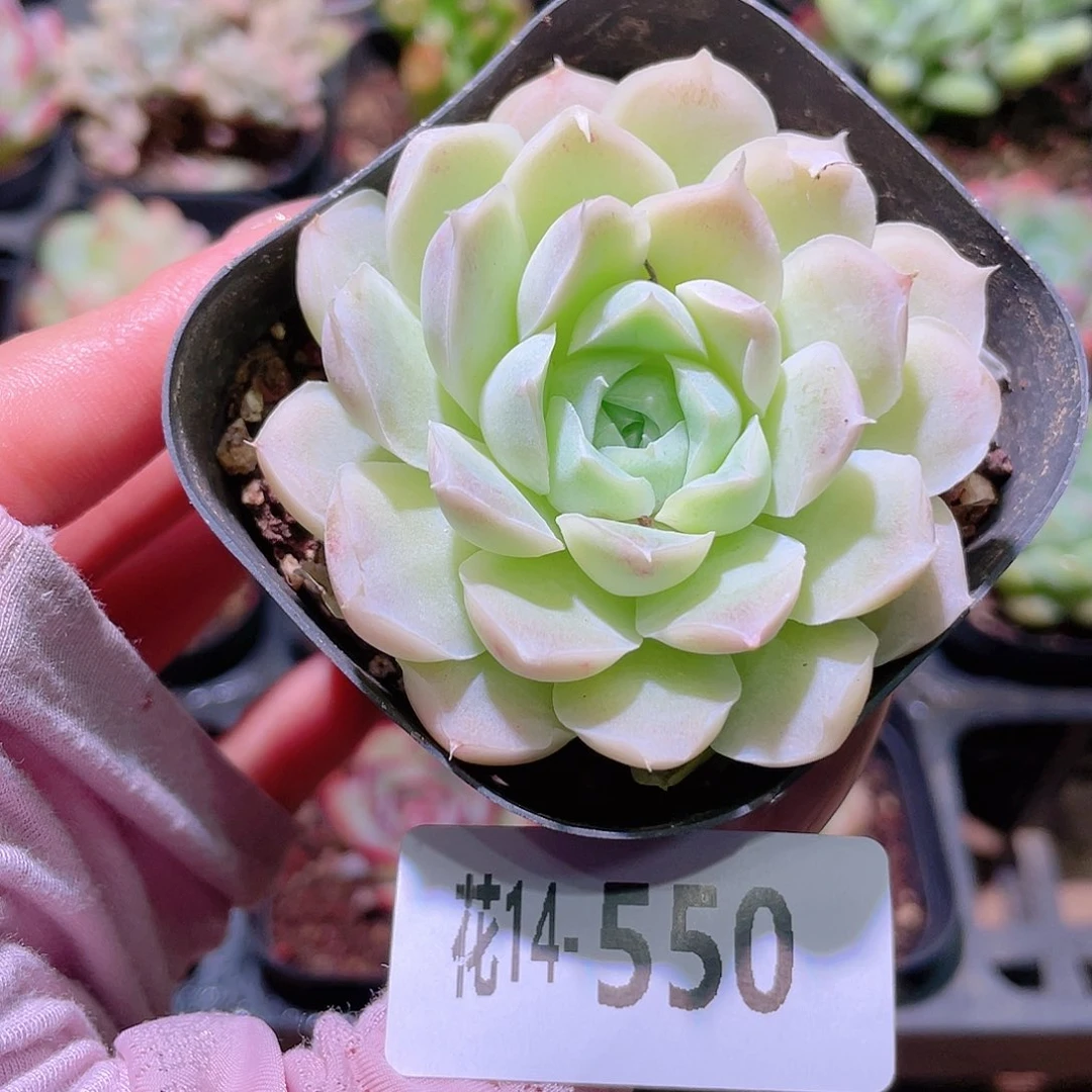 花利美14-550白月影