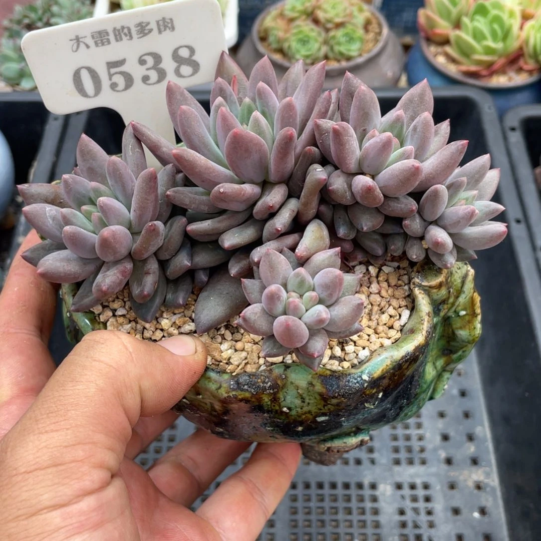 0538红蜻蜓不带盆13厘米