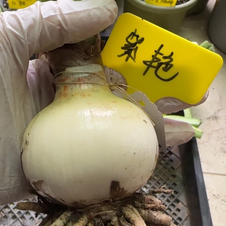 无花朵紫艳6+裸球发货