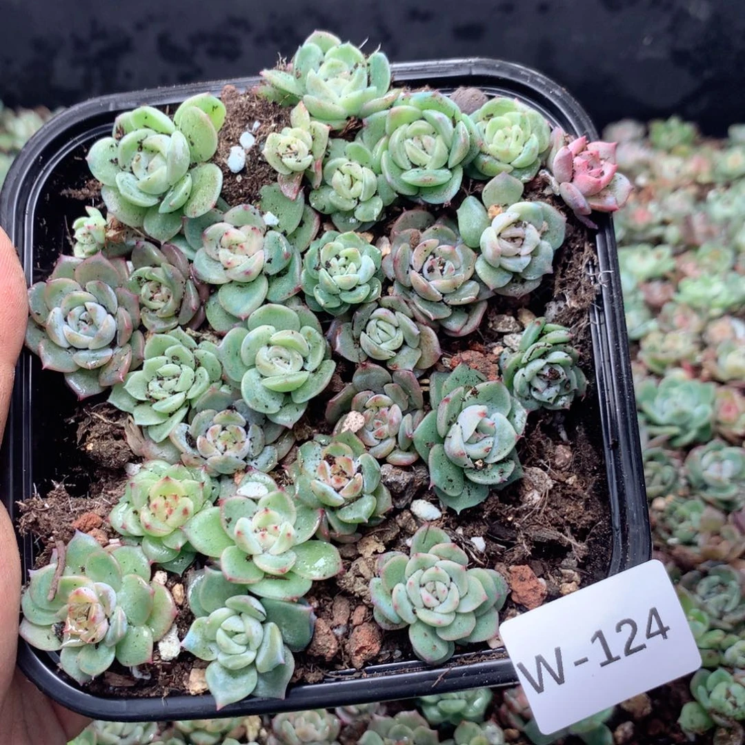 无花朵W124英语英语