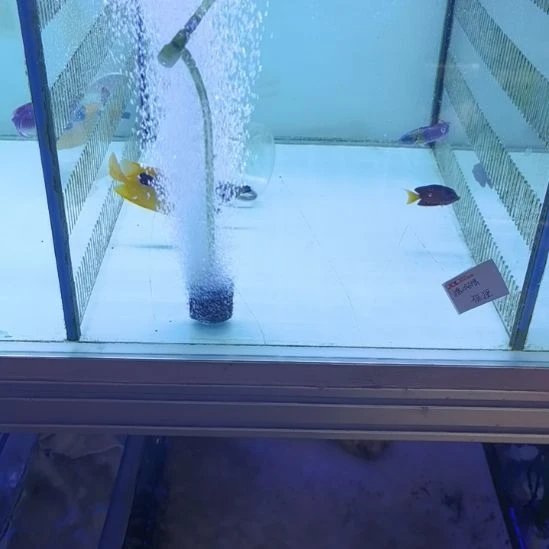 9+狐狸一条海水鱼