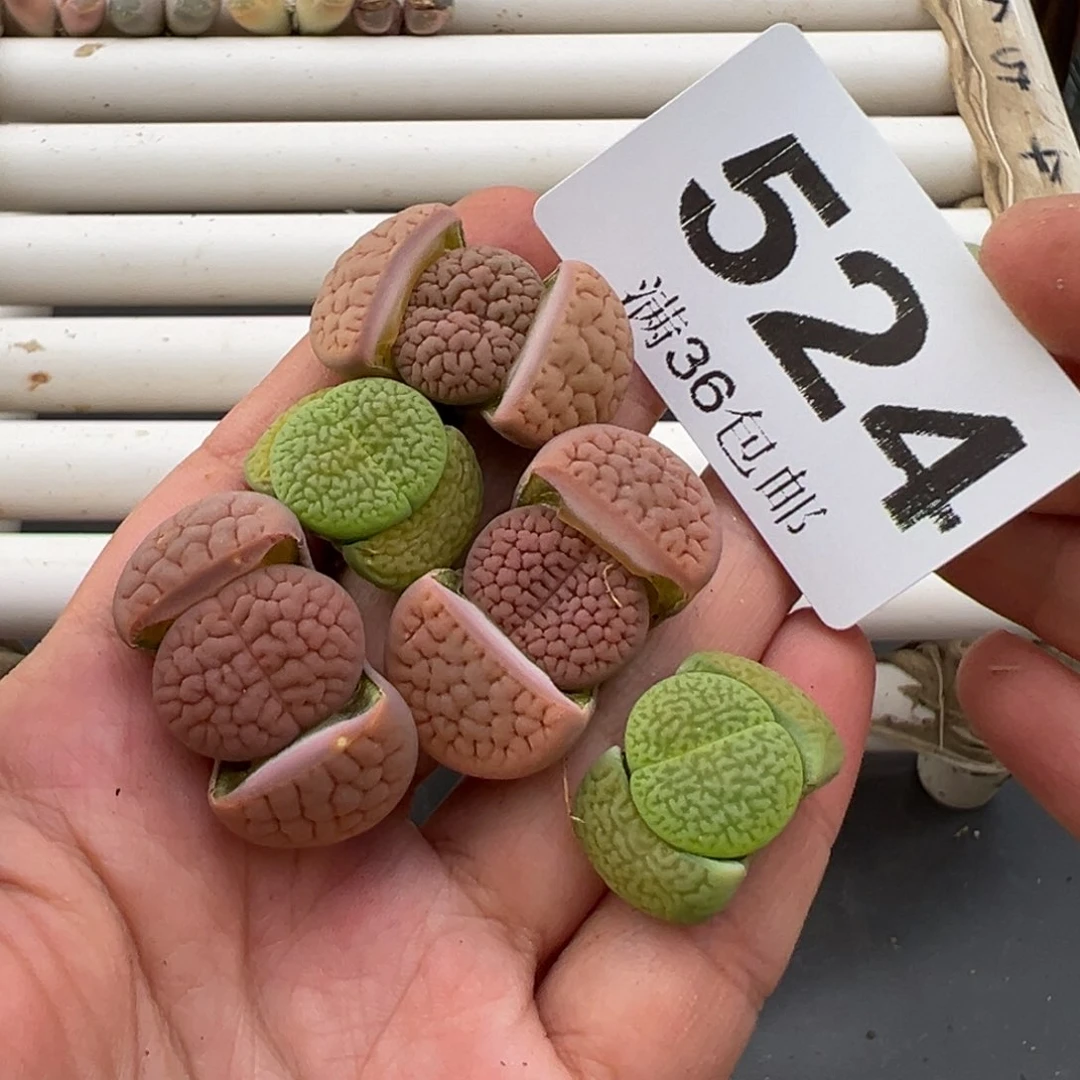 3.8好看的多肉脱土发货524