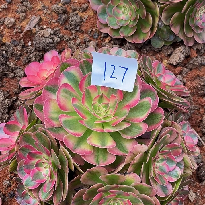 127荔枝朵朵发发发