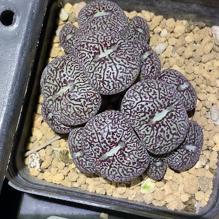 精品多肉植物大型密纹墨