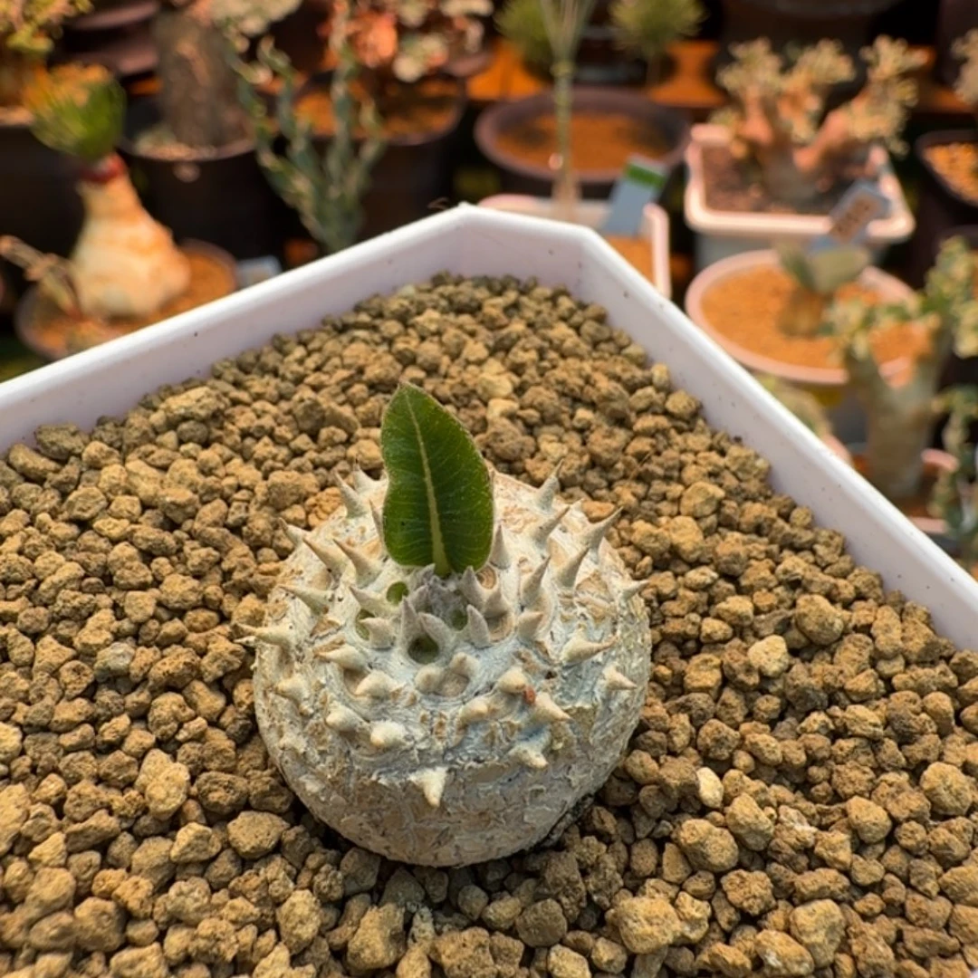 慧比大黑052 仙人球