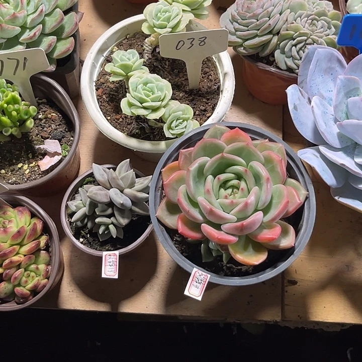 故***辞0000000000000000038