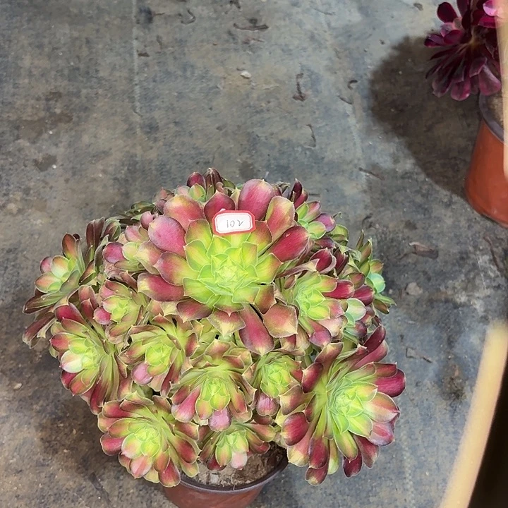 韶华102多肉植物法师