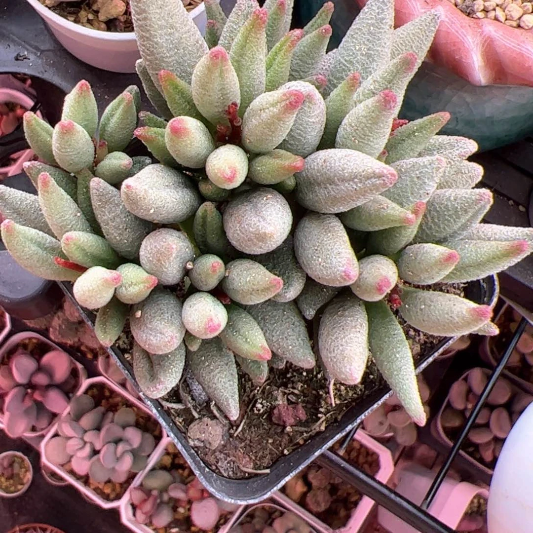 万****°大红嘴。