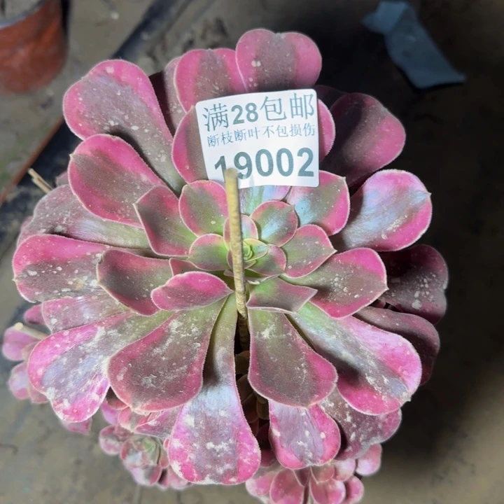 19002美杜莎多肉植物