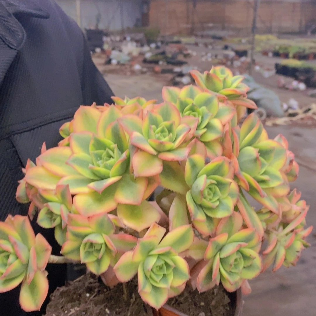 星爆整桩整群两盆