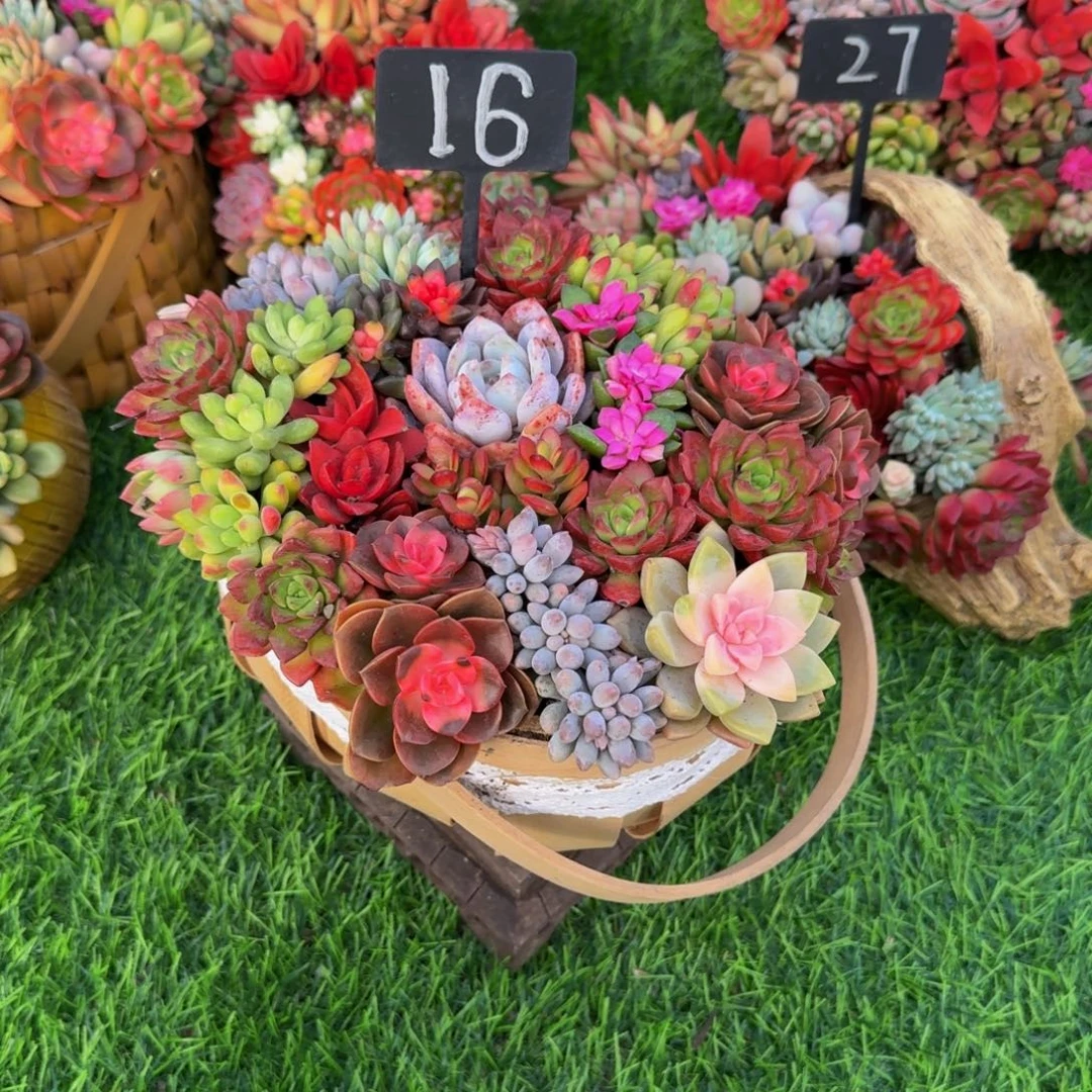 16号大花篮福利款99