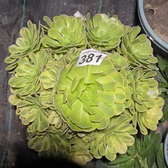 381雨荷法师3-19花花