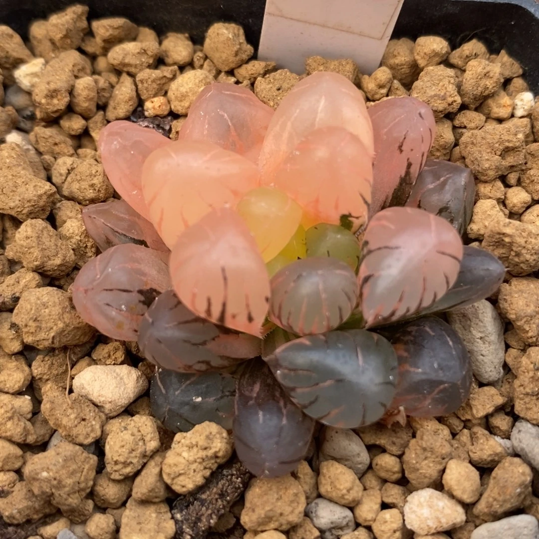 550冰灯锦一物一拍