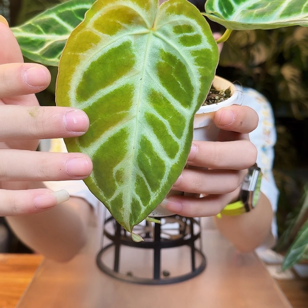 完全开放H87超级银杂银色闪光