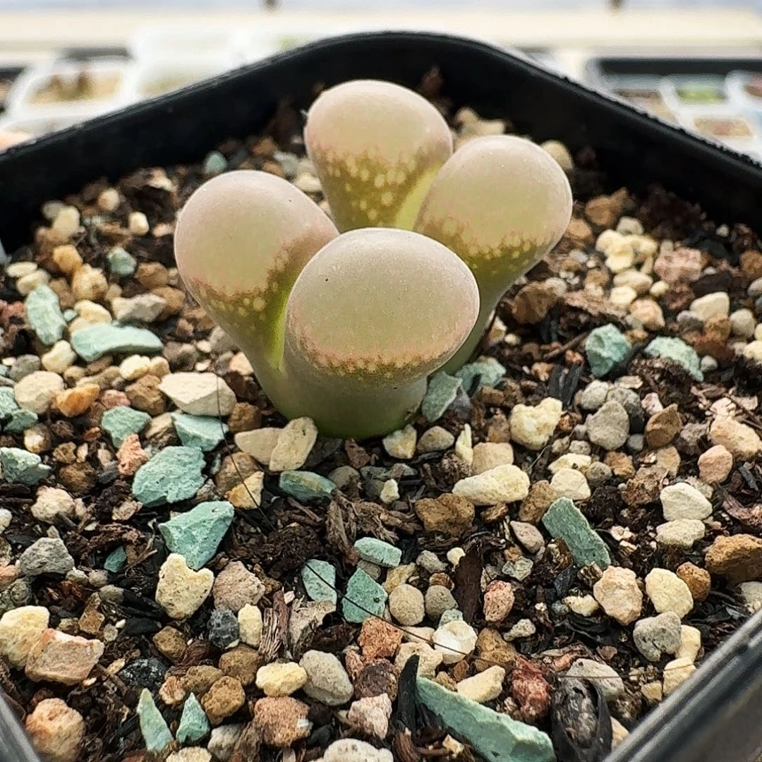 多肉植物福利风铃b23