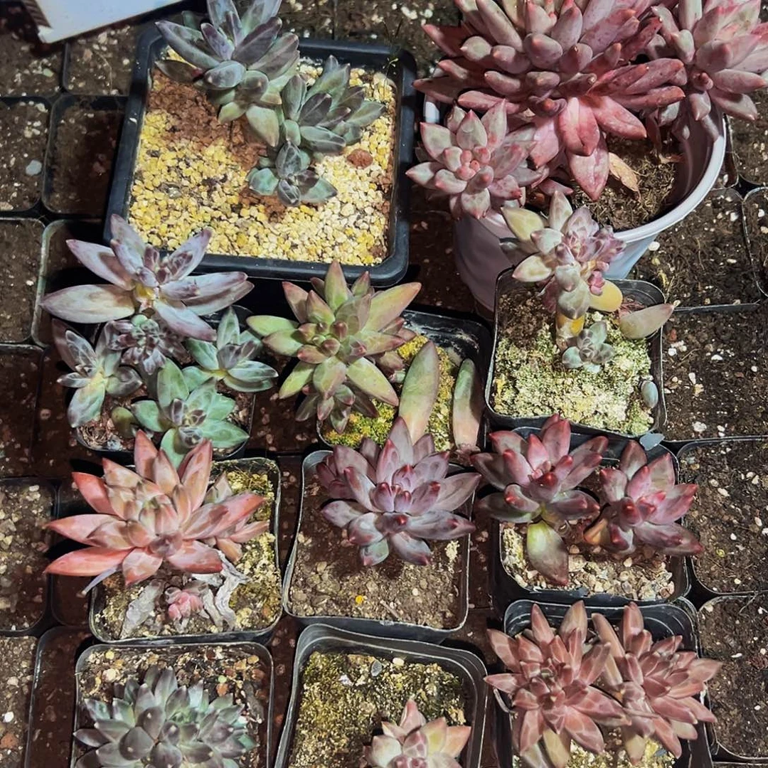 桔云多肉美人精品系列