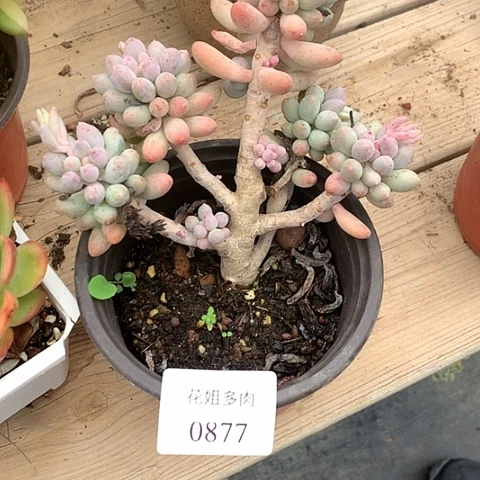 *****0877一颗888888885