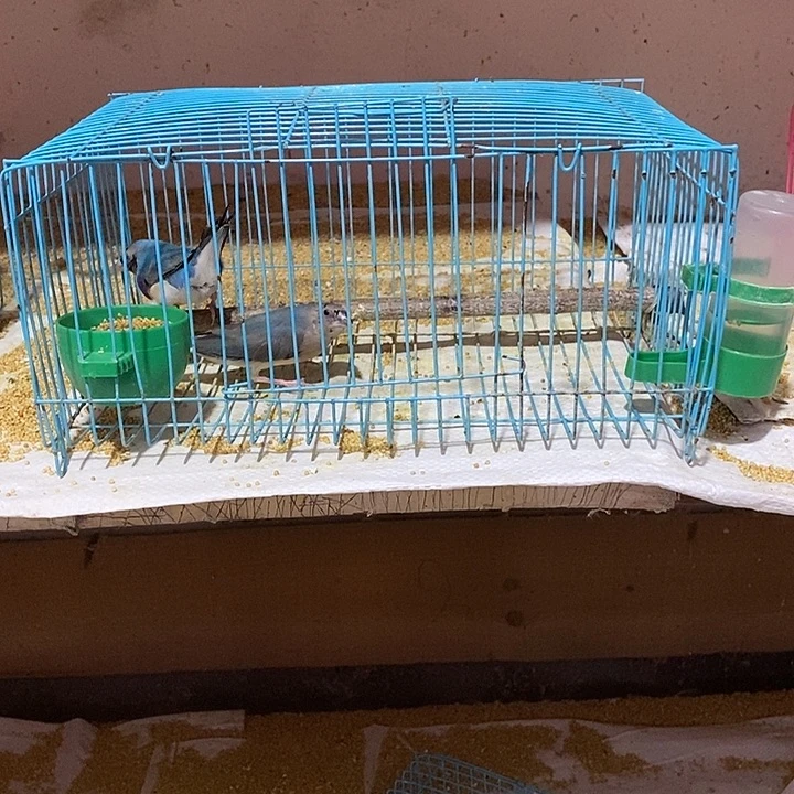文鸟鱼*特价蓝背一对