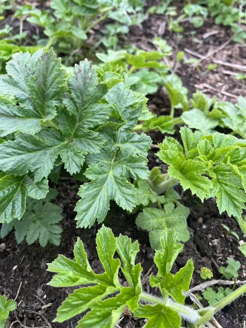 黑龙江省特产山野菜老山芹（老桑芹）现摘现发