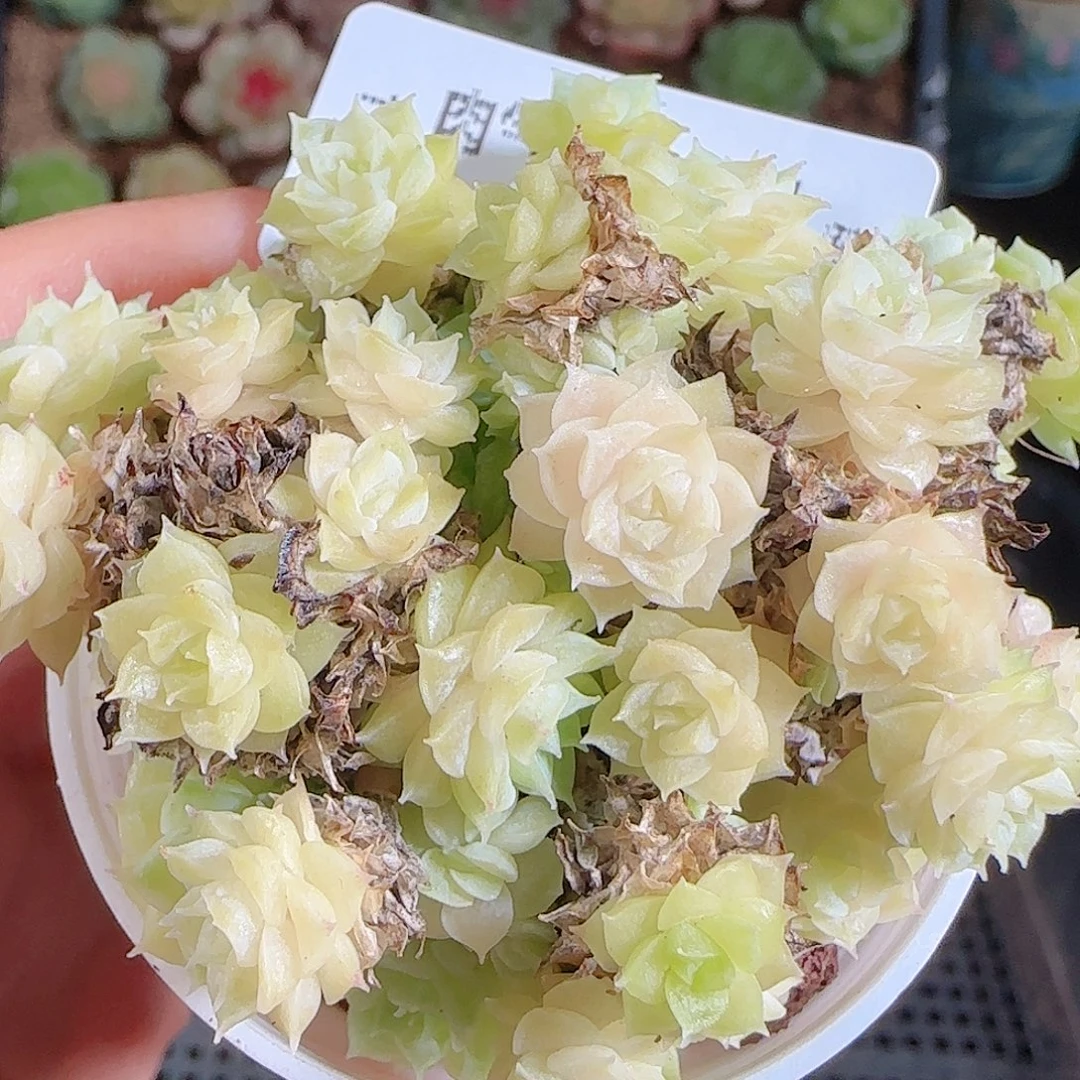 1101-172麦秆优选不包整