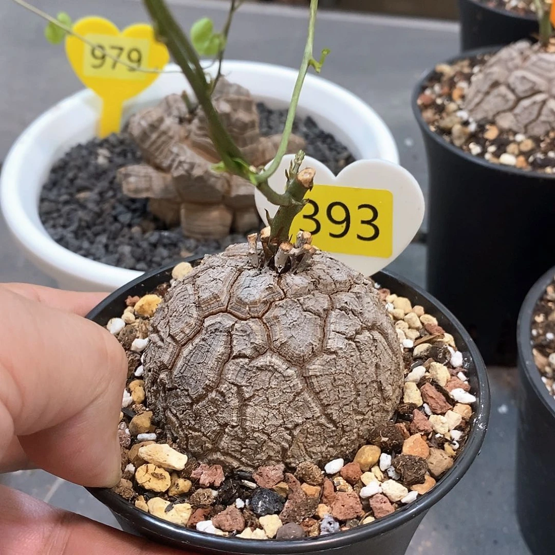 南非龟甲龙龟甲龙