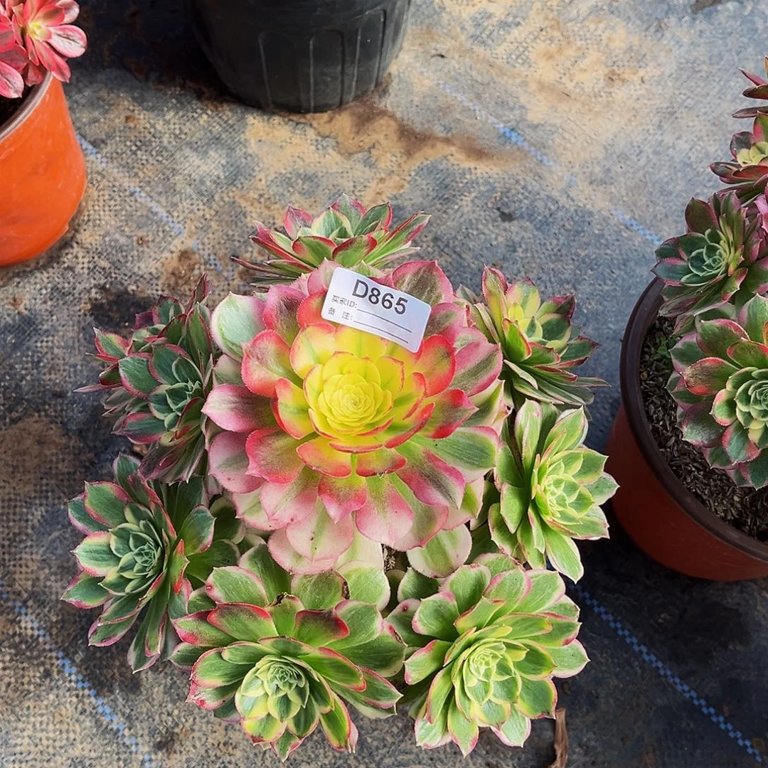 多肉植物，865海鲜法师