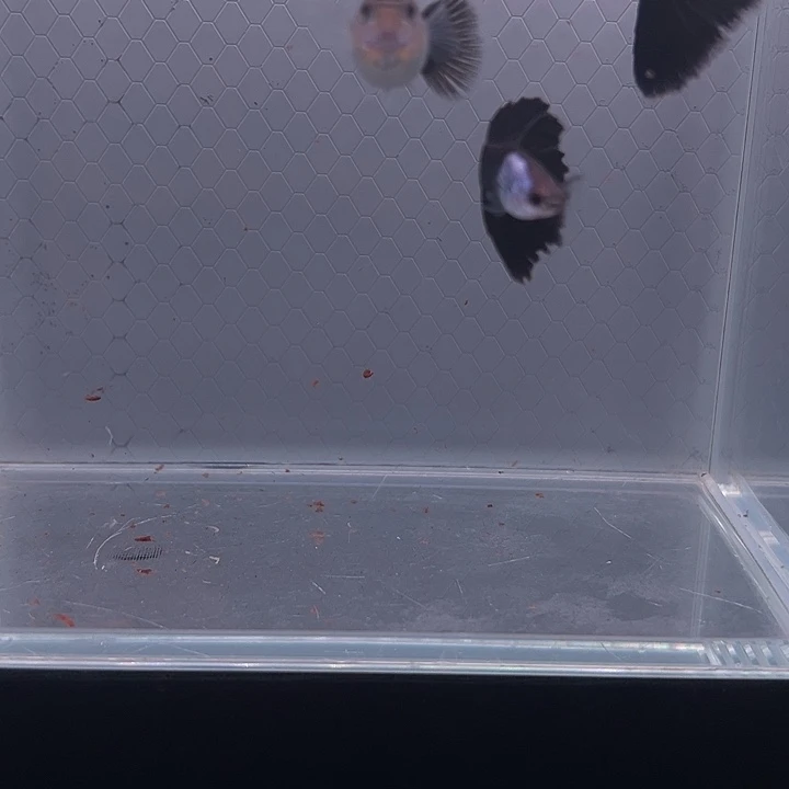 孔雀鱼艾尔银黑尾