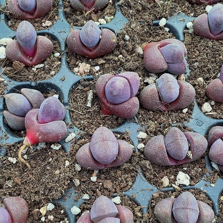 小紫元宝3.8带土发