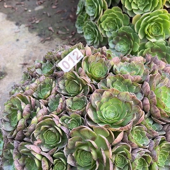 云***倩多肉植物一个撕拉碗012