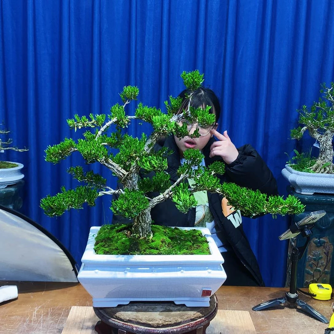 黄杨盆景一物一拍轩*刘